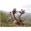 Image 2 : Mountain Caribou Hunt with Ram Head Outfitters, Stan Simpson 2015