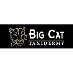 $1500 Taxidermy Credit - Big Cat Taxidermy