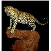 Image 2 : $1500 Taxidermy Credit - Big Cat Taxidermy