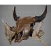 Image 1 : Bison Skull - Copper