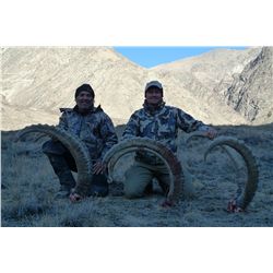 Mid Asian Ibex Hunt with Asian Mountain Outfitters