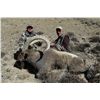 Image 3 : Mid Asian Ibex Hunt with Asian Mountain Outfitters