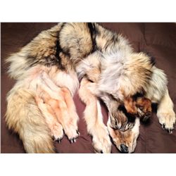 Alaska Wolf Hide