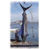 Image 1 : Deep Sea Fishing in Mexico - Lad Shunneson & Ken Wilson Adventures