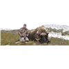 Image 1 : Greenland Muskox Hunt on Victoria Island with Canada North Outfitting
