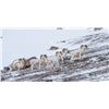 Image 1 : Chugach Dall Rams - Ryan Miller/Explore Alaska Photography