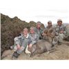 Image 1 : El Fuerte Desert Bighorn Sheep Hunt with Ty Miller