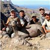 Image 3 : El Fuerte Desert Bighorn Sheep Hunt with Ty Miller