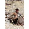 Image 6 : El Fuerte Desert Bighorn Sheep Hunt with Ty Miller