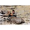 Image 7 : El Fuerte Desert Bighorn Sheep Hunt with Ty Miller