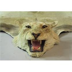 A Lion skin rug...