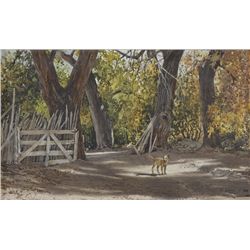 Morris Rippel - Sunlit Cottonwoods