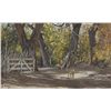 Image 1 : Morris Rippel - Sunlit Cottonwoods