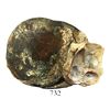 Image 1 : Clump of 2 Spanish colonial bust 8 reales, Charles III, encrusted with large oyster shell.