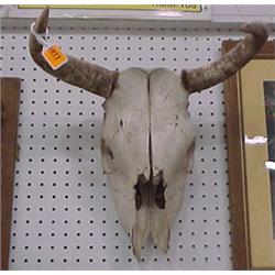 16"H Cow Skull With Horns...