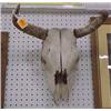 Image 1 : 16"H Cow Skull With Horns...
