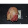 Image 2 : SEVERED TORN OFF HEAD WITH EXCELLENT GORE AT STUMP INDUSTRIAL GRADE!