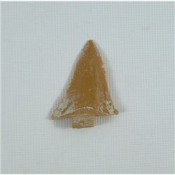 Jaws Production Made Shark Tooth