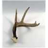 Image 1 : Duck Dynasty Deer Antler Prop