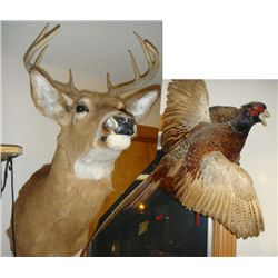 Mounted Pheasant in Flight and Deer Mount