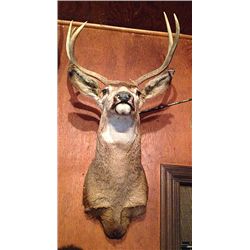 Mule Deer Mount