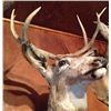 Image 5 : Mule Deer Mount