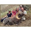Image 1 : WILDLIFE HERITAGE TAG – CALIFORNIA BIGHORN SHEEP