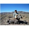 Image 2 : WILDLIFE HERITAGE TAG – CALIFORNIA BIGHORN SHEEP