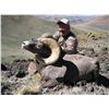 Image 3 : WILDLIFE HERITAGE TAG – CALIFORNIA BIGHORN SHEEP
