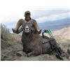Image 4 : WILDLIFE HERITAGE TAG – CALIFORNIA BIGHORN SHEEP