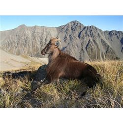 Alpine Tahr Hunt New Zealand Hunting Safaris