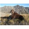 Image 1 : Alpine Tahr Hunt New Zealand Hunting Safaris