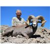 Image 10 : WILDLIFE HERITAGE TAG – DESERT BIGHORN SHEEP
