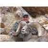 Image 1 : WILDLIFE HERITAGE TAG – DESERT BIGHORN SHEEP