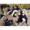 Image 2 : WILDLIFE HERITAGE TAG – DESERT BIGHORN SHEEP