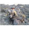 Image 3 : WILDLIFE HERITAGE TAG – DESERT BIGHORN SHEEP