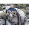 Image 4 : WILDLIFE HERITAGE TAG – DESERT BIGHORN SHEEP