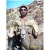 Image 5 : WILDLIFE HERITAGE TAG – DESERT BIGHORN SHEEP