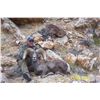 Image 6 : WILDLIFE HERITAGE TAG – DESERT BIGHORN SHEEP