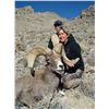 Image 7 : WILDLIFE HERITAGE TAG – DESERT BIGHORN SHEEP