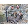 Image 8 : WILDLIFE HERITAGE TAG – DESERT BIGHORN SHEEP