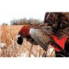 Image 2 : MASON VALLEY PHEASANT HUNT FOR 4 SHOOTERS