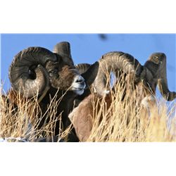 15-day Alberta Rocky Mtn Sheep Hunt