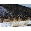 Image 4 : 15-day Alberta Rocky Mtn Sheep Hunt