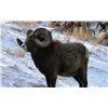 Image 8 : 15-day Alberta Rocky Mtn Sheep Hunt
