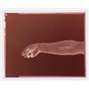 Image 1 : Property from the Collection of Carlos Cisneros DOUGLAS GORDON (b. 1966) NEVER, NEVER laser print...