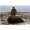Image 2 : Alaska Bison Hunt