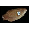 Image 2 : 3 1/8" Pickwick