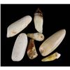 Image 1 : 7 Alaskan Inuit Ivory Walrus Gamepieces
