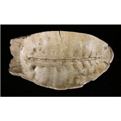 4 5/8" RARE Turtle Shell Bowl/Spoon